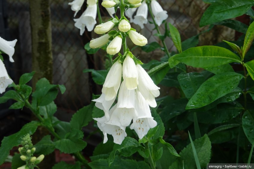 После дождя — Красивая природа и цветы: фото пейзажей