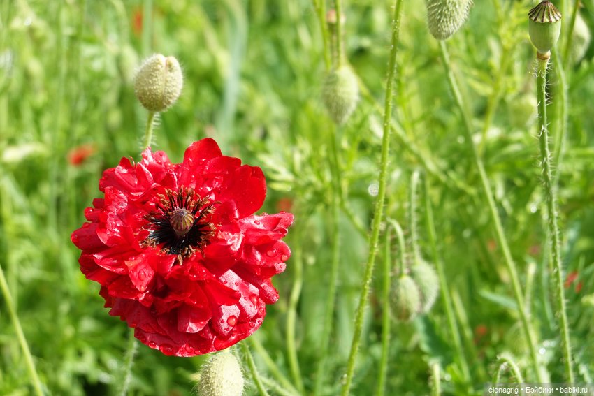 После дождя — Красивая природа и цветы: фото пейзажей