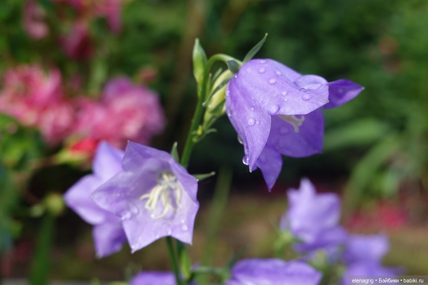 После дождя — Красивая природа и цветы: фото пейзажей