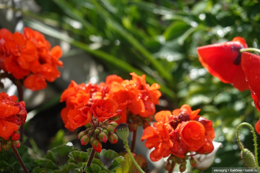 После дождя — Красивая природа и цветы: фото пейзажей