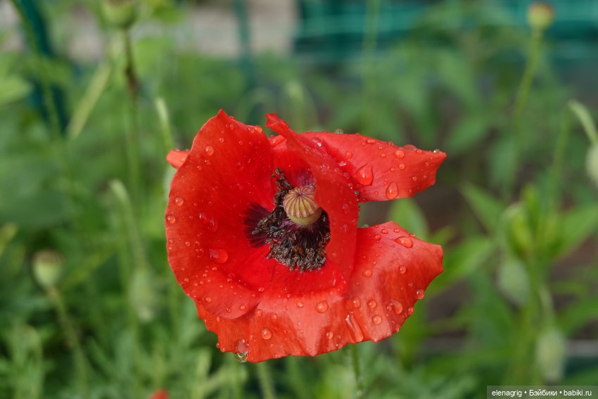 После дождя — Красивая природа и цветы: фото пейзажей