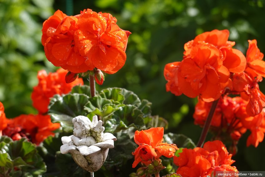 После дождя — Красивая природа и цветы: фото пейзажей