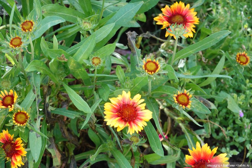 После дождя — Красивая природа и цветы: фото пейзажей