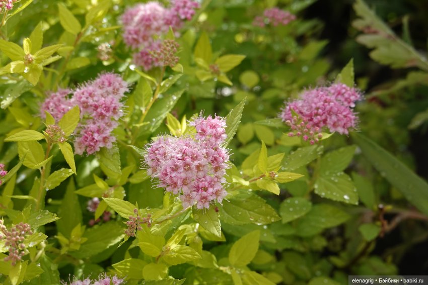 После дождя — Красивая природа и цветы: фото пейзажей