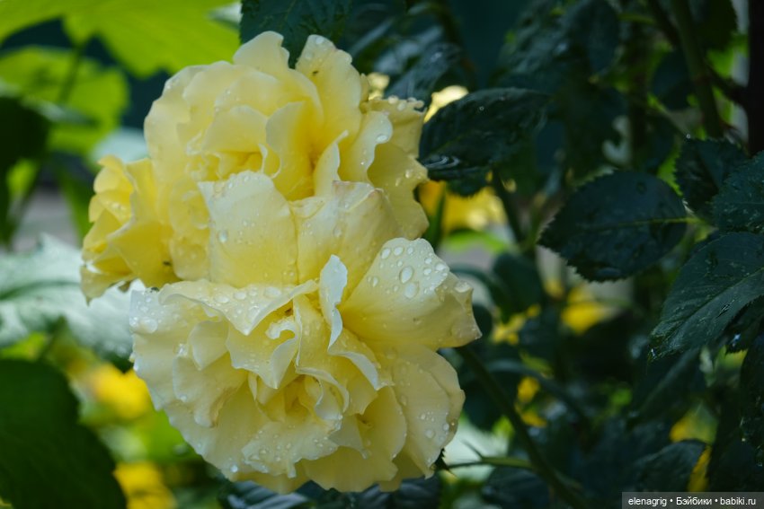 После дождя — Красивая природа и цветы: фото пейзажей