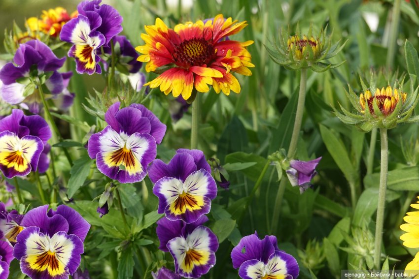 После дождя — Красивая природа и цветы: фото пейзажей