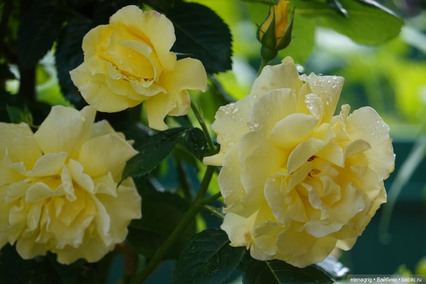 После дождя — Красивая природа и цветы: фото пейзажей