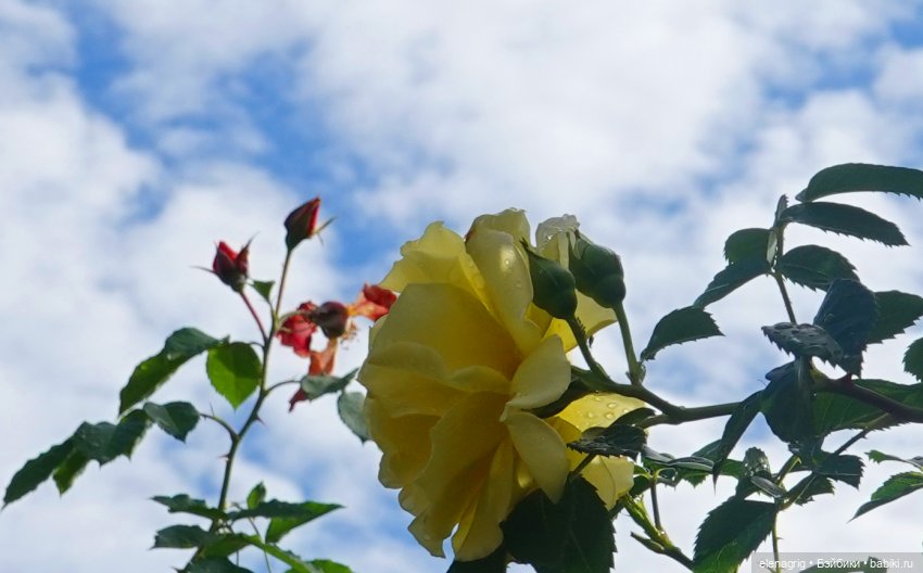 После дождя — Красивая природа и цветы: фото пейзажей