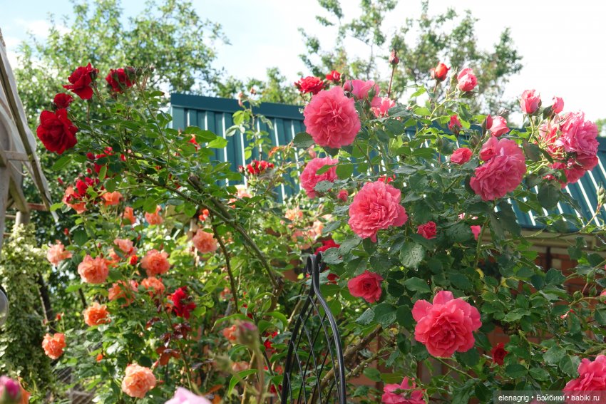 После дождя — Красивая природа и цветы: фото пейзажей