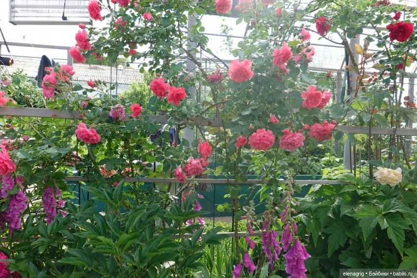 После дождя — Красивая природа и цветы: фото пейзажей