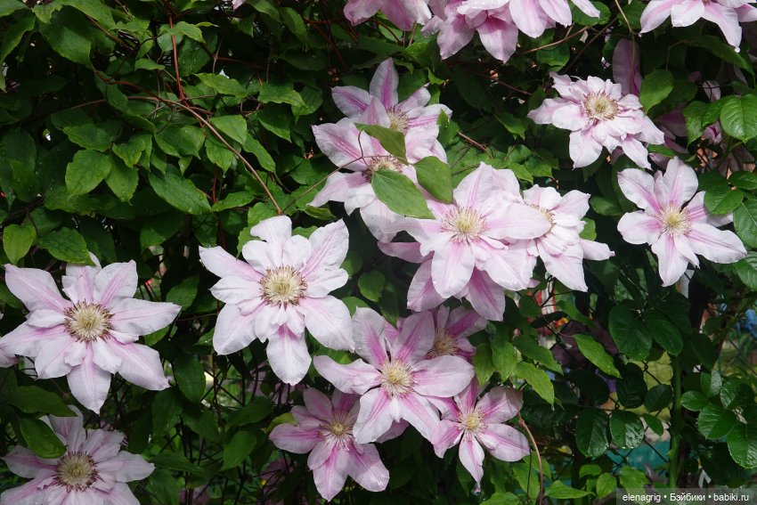 После дождя — Красивая природа и цветы: фото пейзажей (фото 9)