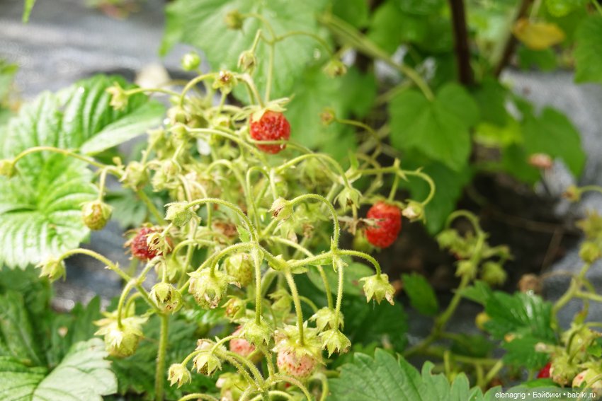 После дождя — Красивая природа и цветы: фото пейзажей