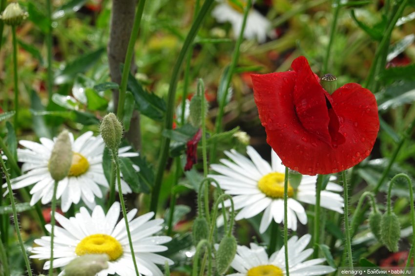 После дождя — Красивая природа и цветы: фото пейзажей