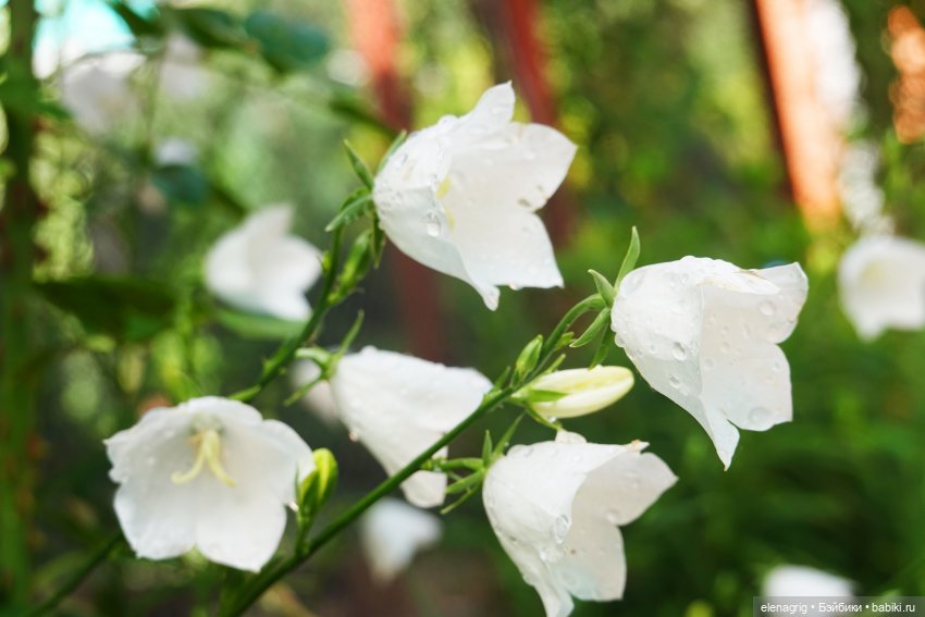 После дождя — Красивая природа и цветы: фото пейзажей