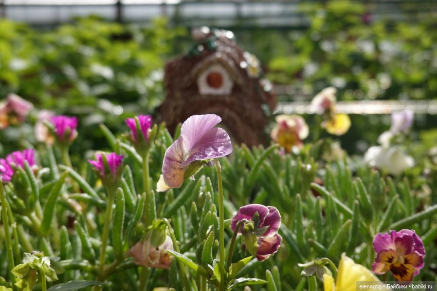 После дождя — Красивая природа и цветы: фото пейзажей