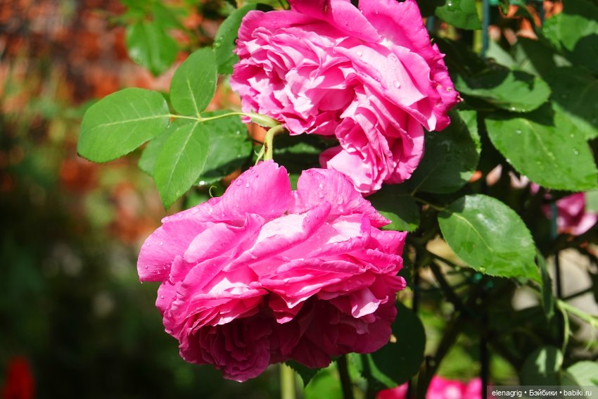 После дождя — Красивая природа и цветы: фото пейзажей