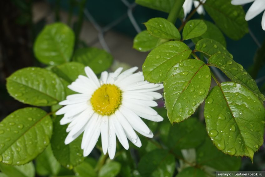 После дождя — Красивая природа и цветы: фото пейзажей (фото 7)