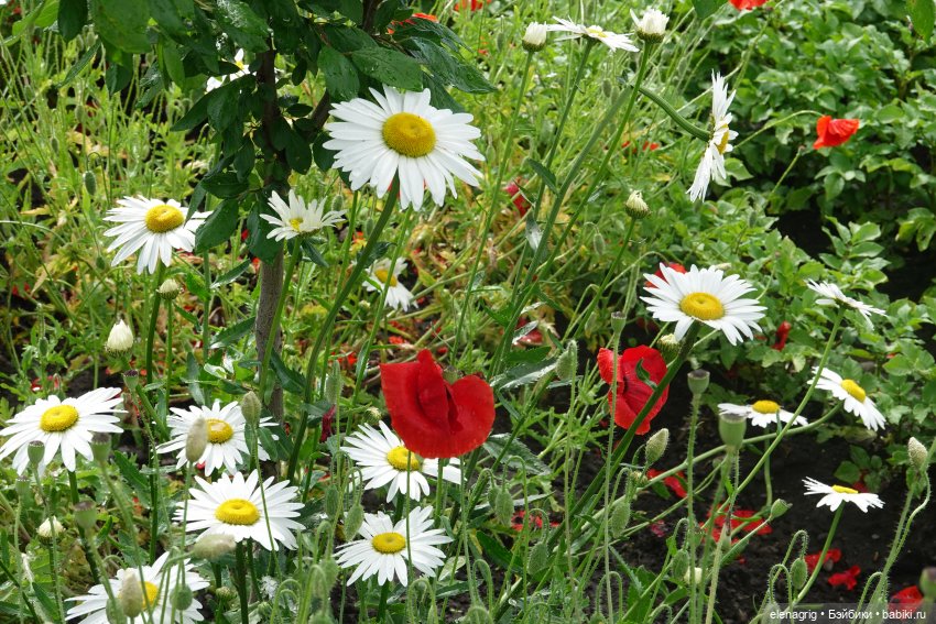 После дождя — Красивая природа и цветы: фото пейзажей