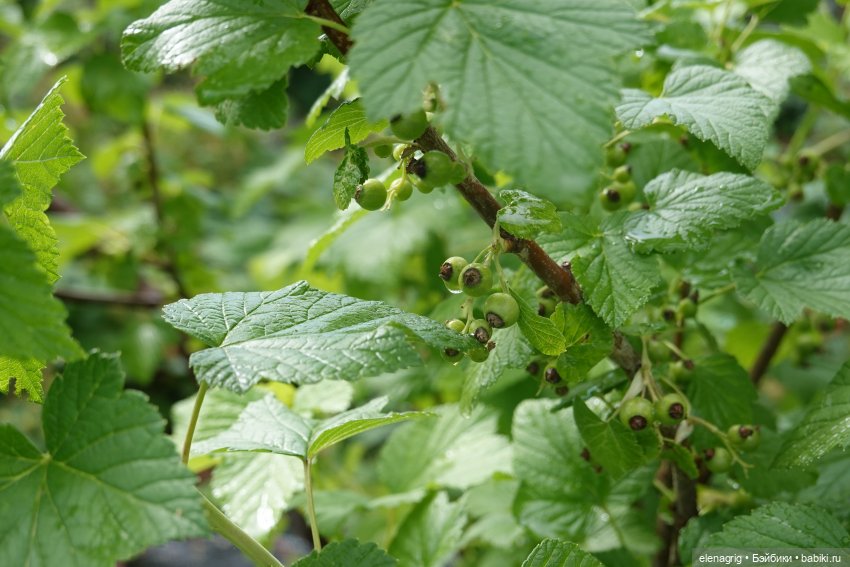 После дождя — Красивая природа и цветы: фото пейзажей