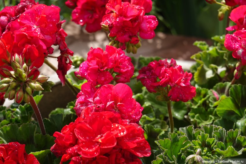 После дождя — Красивая природа и цветы: фото пейзажей