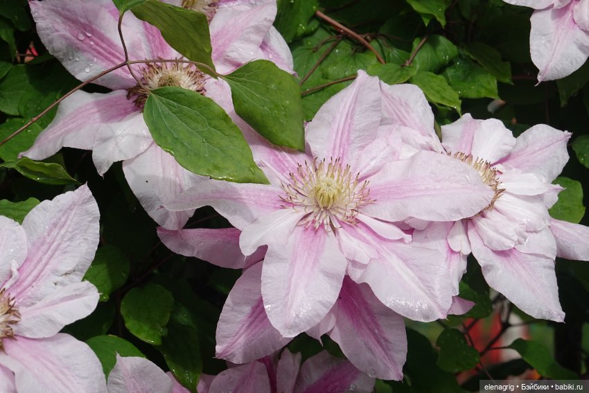 После дождя — Красивая природа и цветы: фото пейзажей (фото 10)