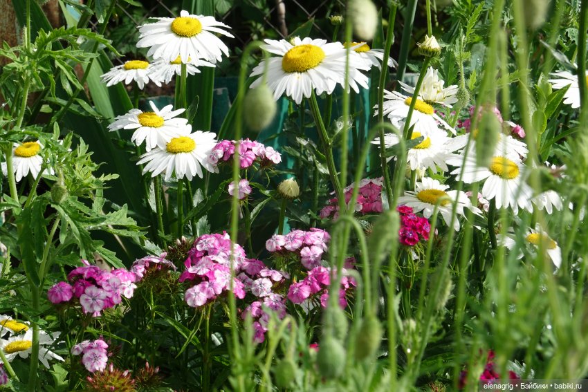 После дождя — Красивая природа и цветы: фото пейзажей