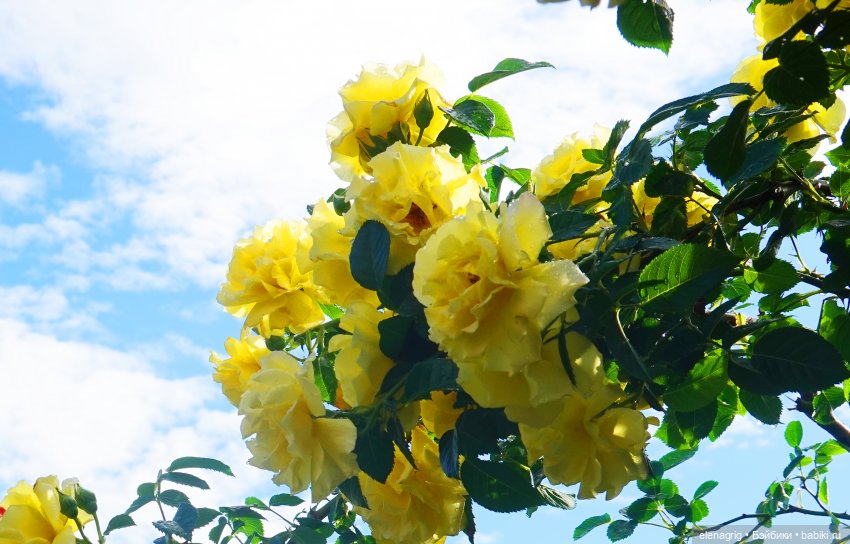 После дождя — Красивая природа и цветы: фото пейзажей