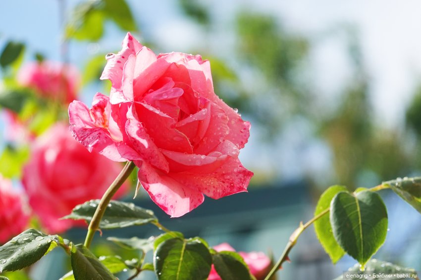 После дождя — Красивая природа и цветы: фото пейзажей