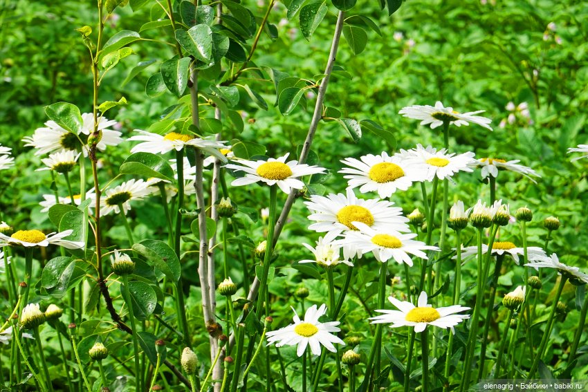 После дождя — Красивая природа и цветы: фото пейзажей