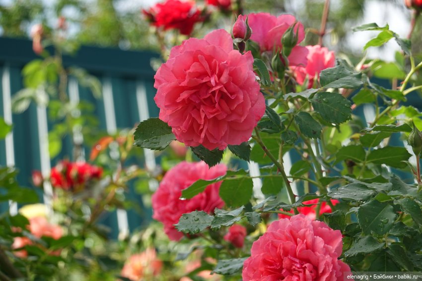 После дождя — Красивая природа и цветы: фото пейзажей