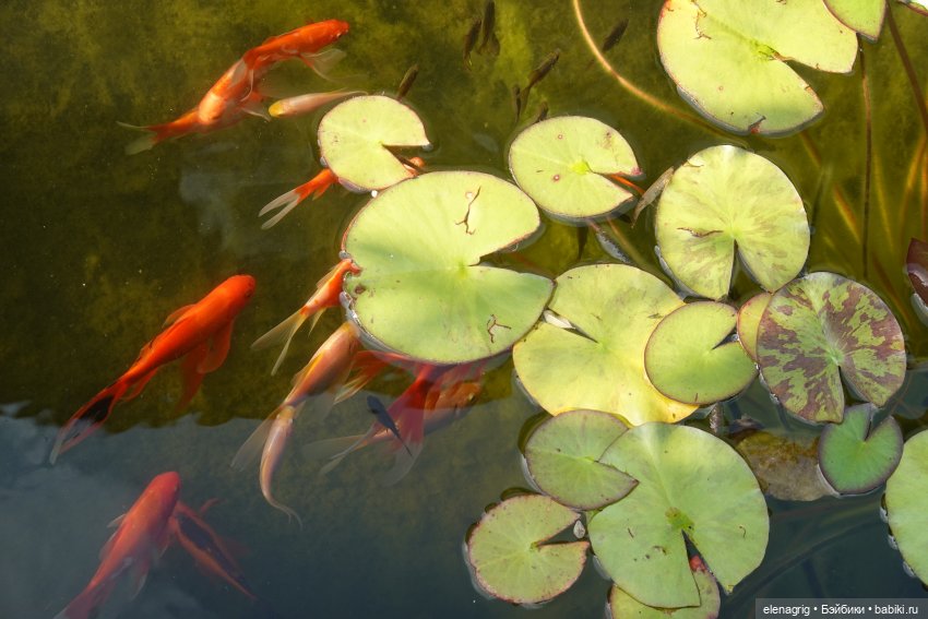 Куклы Ruby Red, Руби Ред