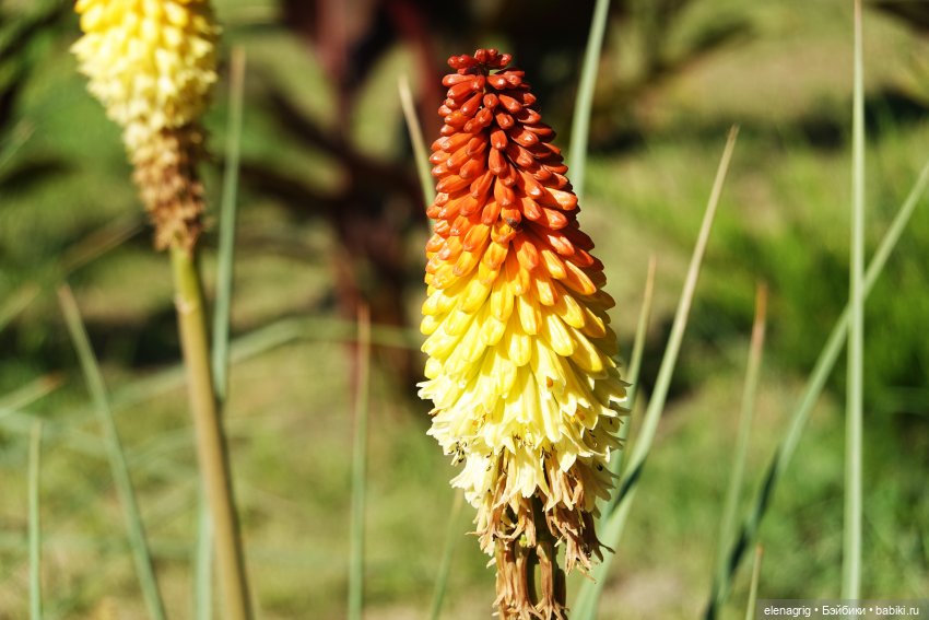 Куклы Ruby Red, Руби Ред Куклы Ruby Red, Руби Ред