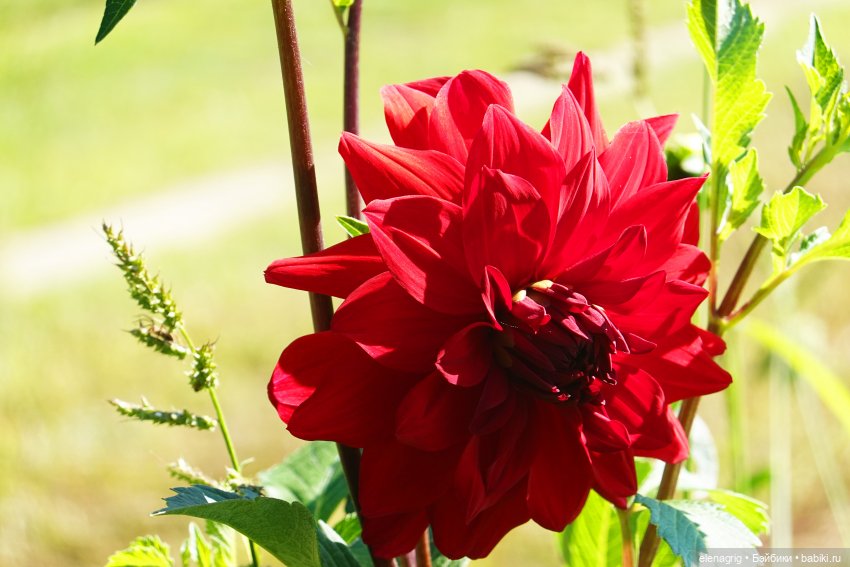 Куклы Ruby Red, Руби Ред Куклы Ruby Red, Руби Ред