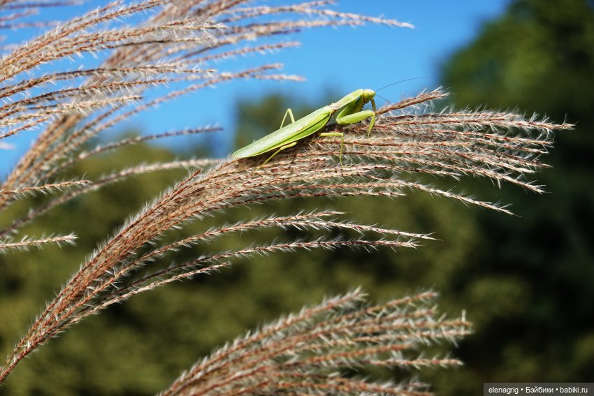 Куклы Ruby Red, Руби Ред Куклы Ruby Red, Руби Ред