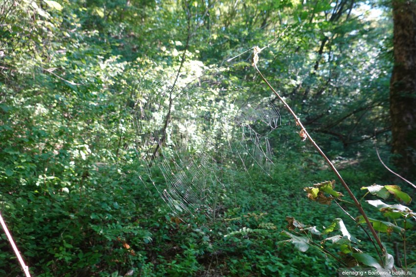 Осенний поцелуй после жаркого лета | Бэйбики Осенний поцелуй после жаркого лета (фото 6)