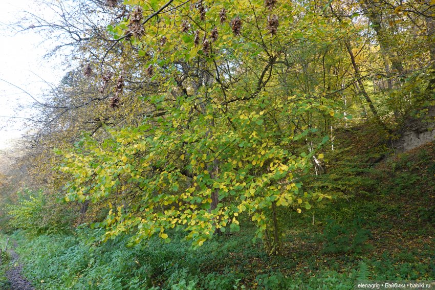 Осеннее — Игровые куклы Zwergnase (Цвергназе) Junior: Джуниор (фото 6)