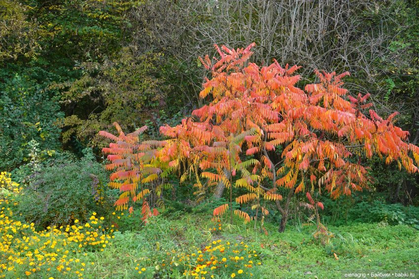 Осеннее — Игровые куклы Zwergnase (Цвергназе) Junior: Джуниор (фото 3)
