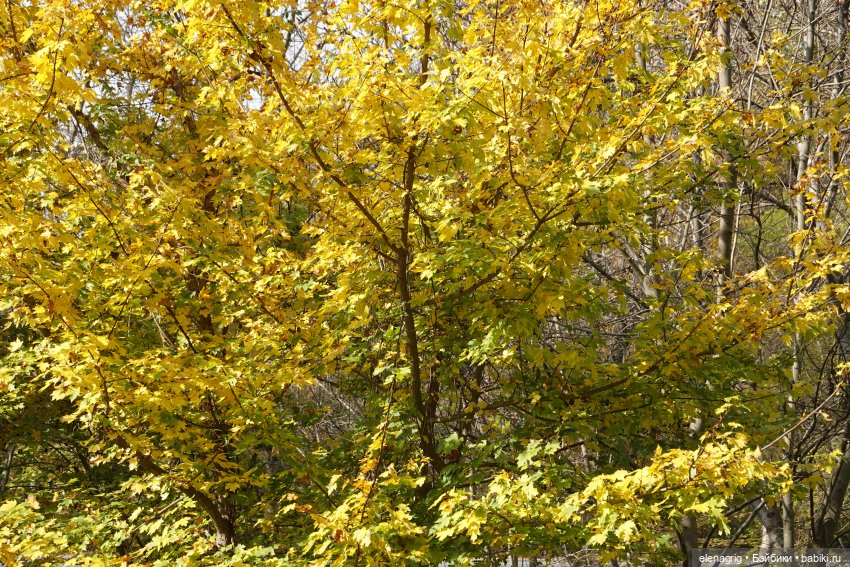 Осеннее — Игровые куклы Zwergnase (Цвергназе) Junior: Джуниор (фото 4)