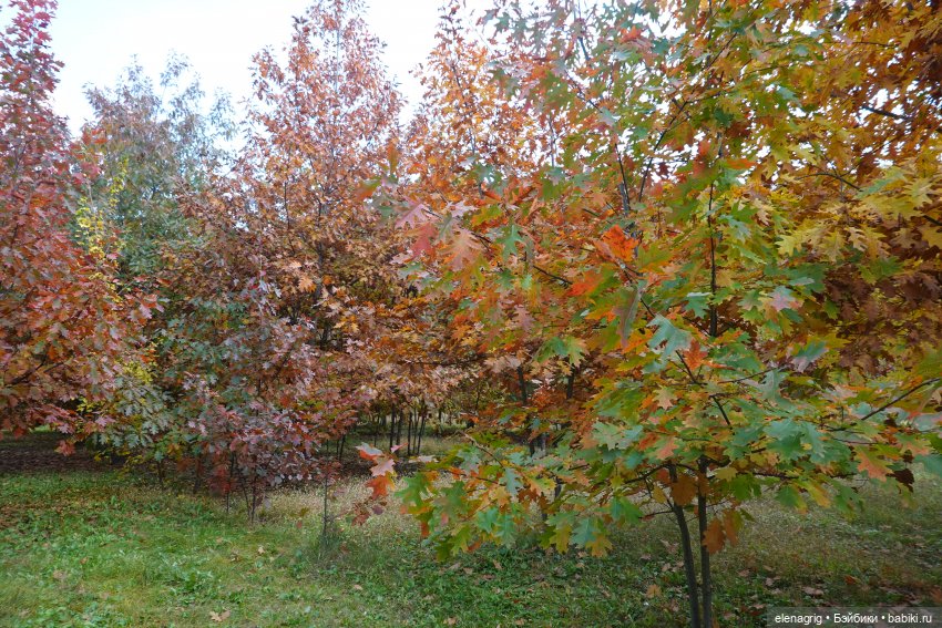 Осеннее — Игровые куклы Zwergnase (Цвергназе) Junior: Джуниор (фото 2)