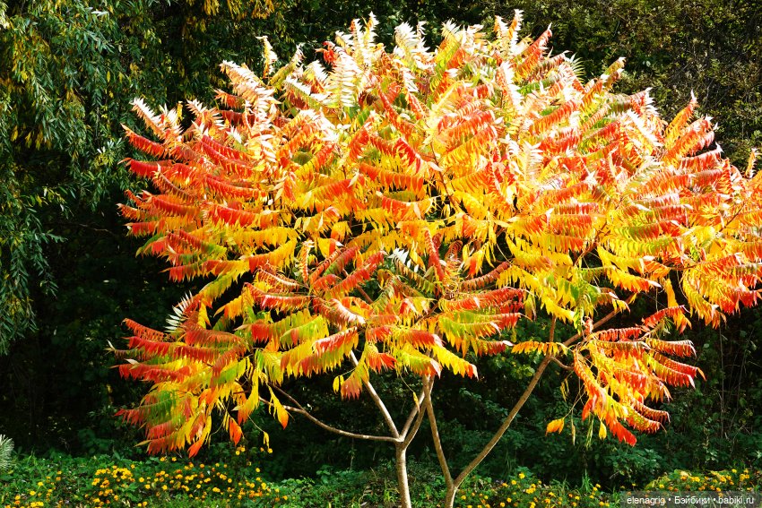 Осеннее — Игровые куклы Zwergnase (Цвергназе) Junior: Джуниор (фото 5)