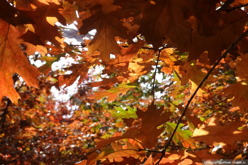 Осеннее — Игровые куклы Zwergnase (Цвергназе) Junior: Джуниор