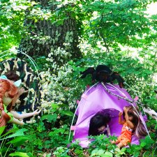 Лесные приключения