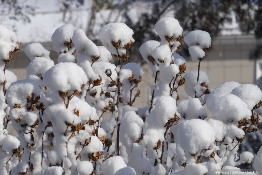 Южная зима — Куклы Ruby Red (Руби Ред) Fashion Friends: Siblies (фото 6)