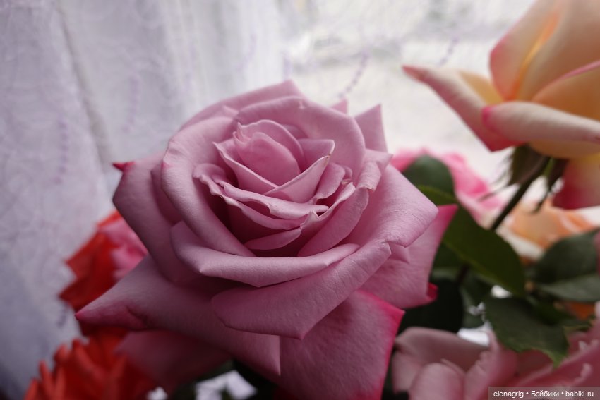 Нелли и Виктор Ruby Red Siblies (фото 7)