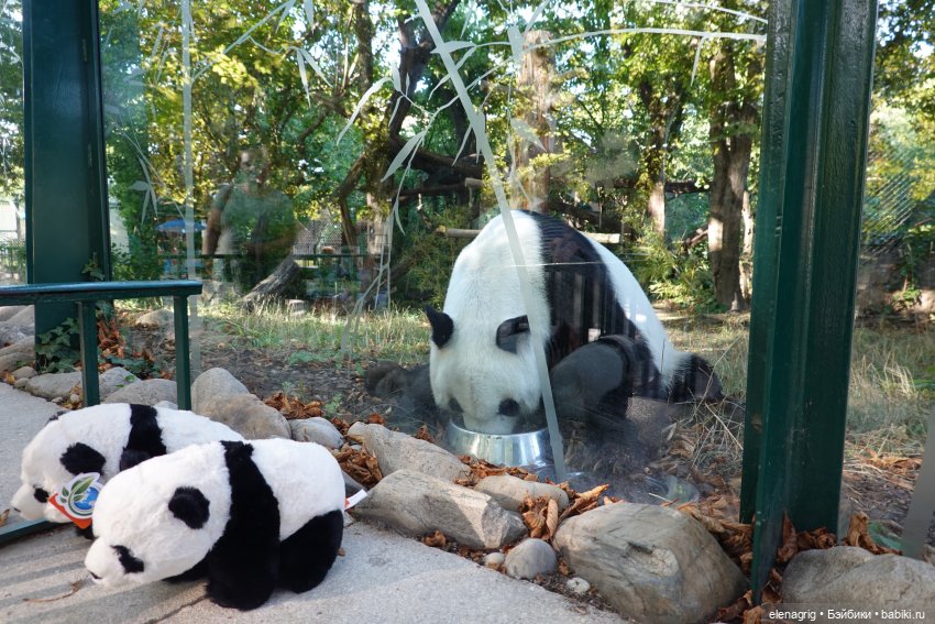 Вена. Зоопарк, набережная Дуная (фото 4)