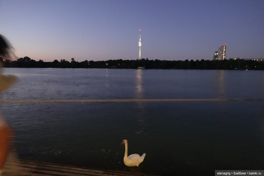 Вена, Дунай