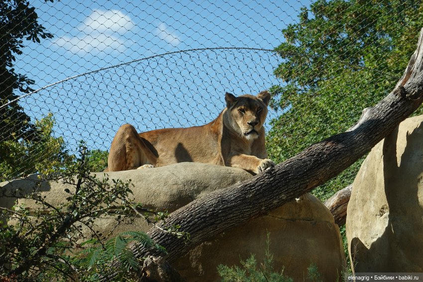 Вена, зоопарк