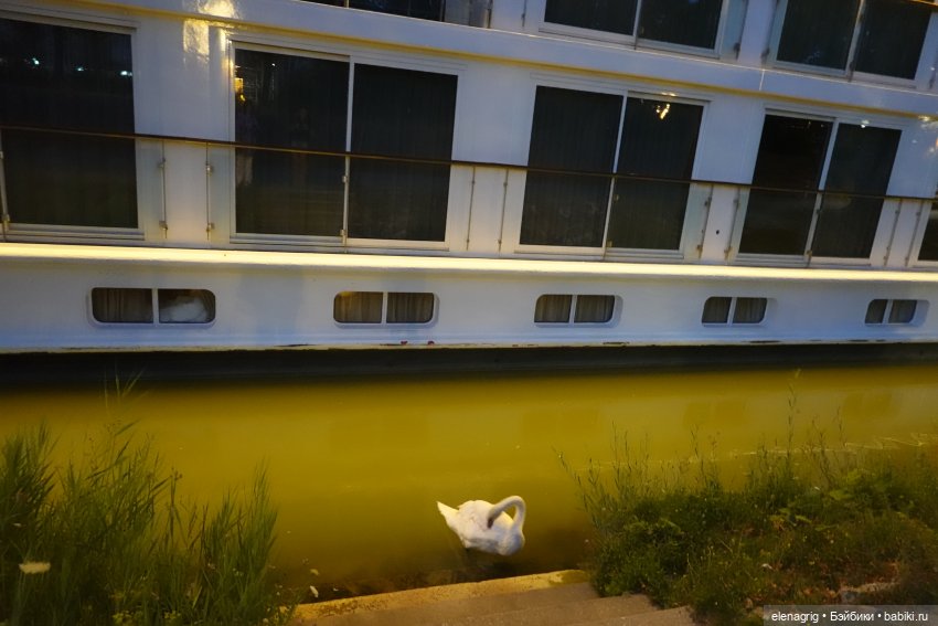 Вена, Дунай