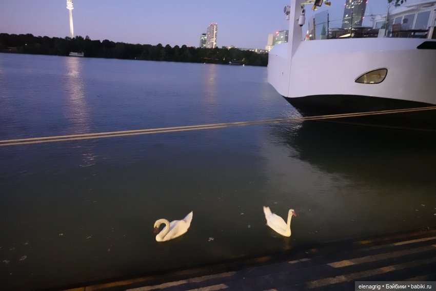 Вена, Дунай