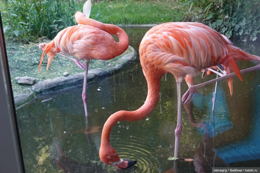 Вена, зоопарк